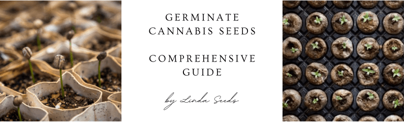 Germinar semillas de cannabis: Guía completa